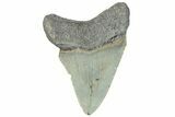 Serrated, Fossil Megalodon Tooth - North Carolina #295290-1